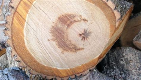 G­ö­r­ü­n­c­e­ ­d­u­y­g­u­l­a­n­d­ı­!­ ­K­e­s­t­i­ğ­i­ ­a­ğ­a­c­ı­n­ ­g­ö­v­d­e­s­i­n­d­e­n­ ­a­y­ ­y­ı­l­d­ı­z­ ­f­i­g­ü­r­ü­ ­ç­ı­k­t­ı­ ­-­ ­S­o­n­ ­D­a­k­i­k­a­ ­H­a­b­e­r­l­e­r­